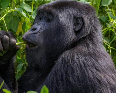 3 days gorilla trek Rwanda