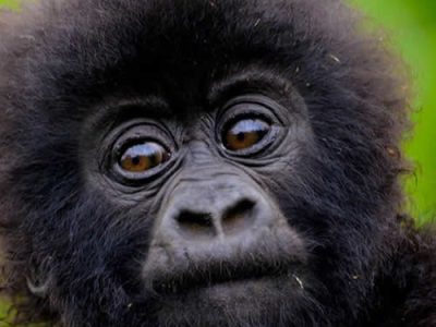 Gorilla Safari Rwanda