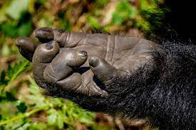 Gorilla Watching in Uganda