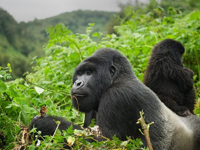 Rwanda Gorilla Trek 