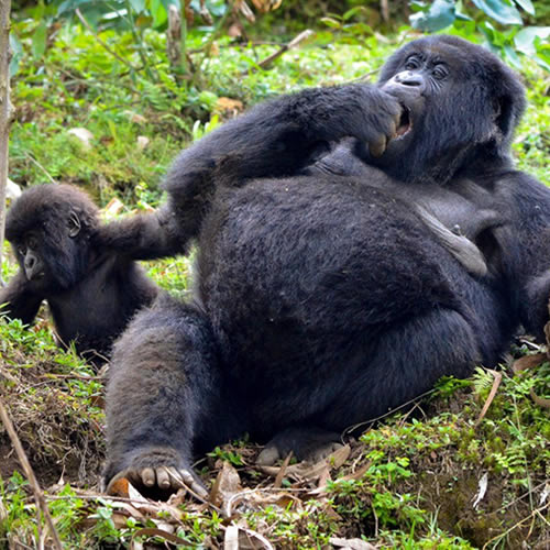 Mountain Gorillas in Rwanda
