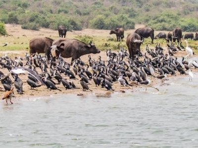 Akagera Boat cruise