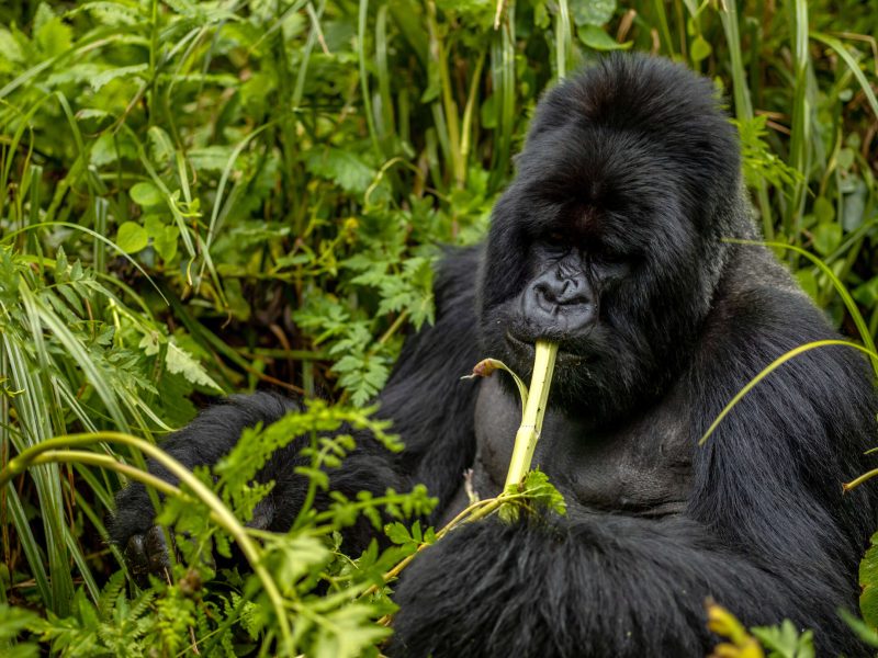 Mountain Gorillas in Rwanda
