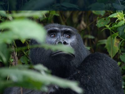 Gorilla Trekking in Rwanda