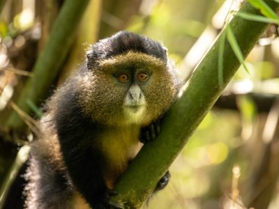 Golden Monkey Tracking