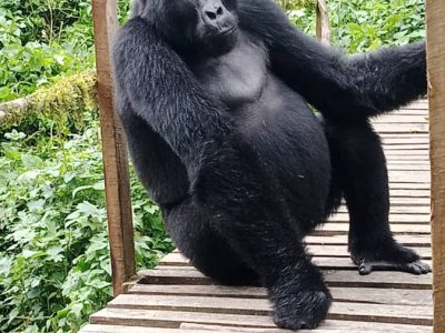 Bwindi Gorilla Tour