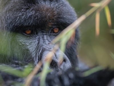 Gorilla Trekking Rwanda