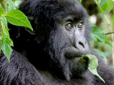 Mountain Gorilla Trekking in Rwanda