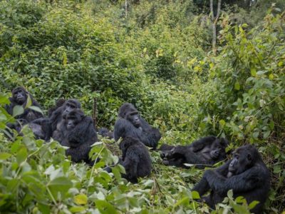 Eastern Lowland Gorilla Trekking