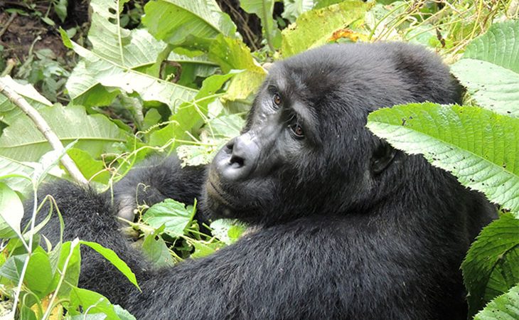 gorilla trekking in Uganda & Rwanda