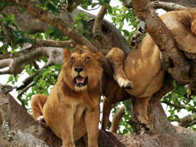 Queen Elizabeth Tree Climbing Lions