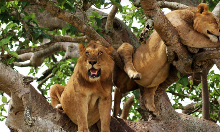 Queen Elizabeth Tree Climbing Lions