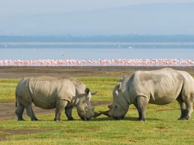 Black Rhino Watching in Kenya