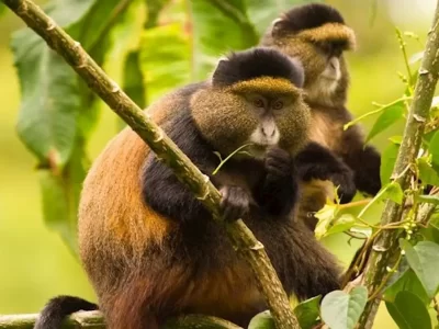 Golden Monkey Tracking in Rwanda