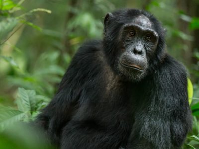 Chimpanzee Tracking in Rwanda