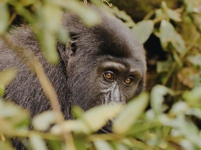 Gorilla Trekking Rwanda